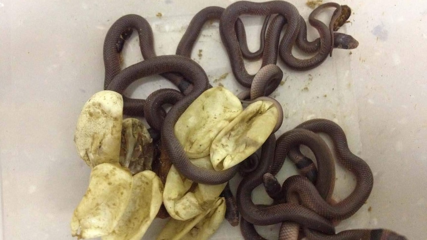 Eastern brown snake babies