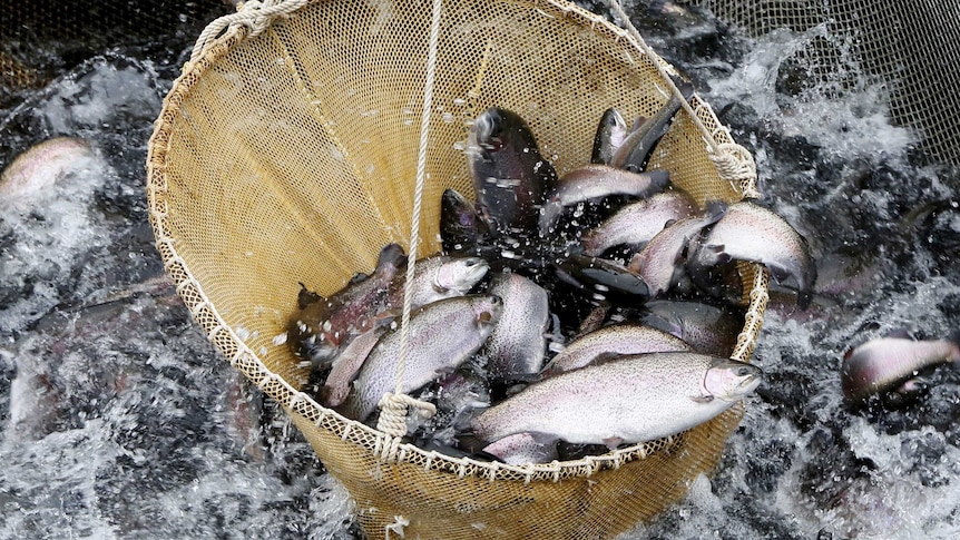 Employees lift rainbow trout as they work at the Sayan Trout private fish farm