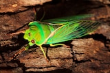 Greengrocer cicada (Cyclochila australasiae)