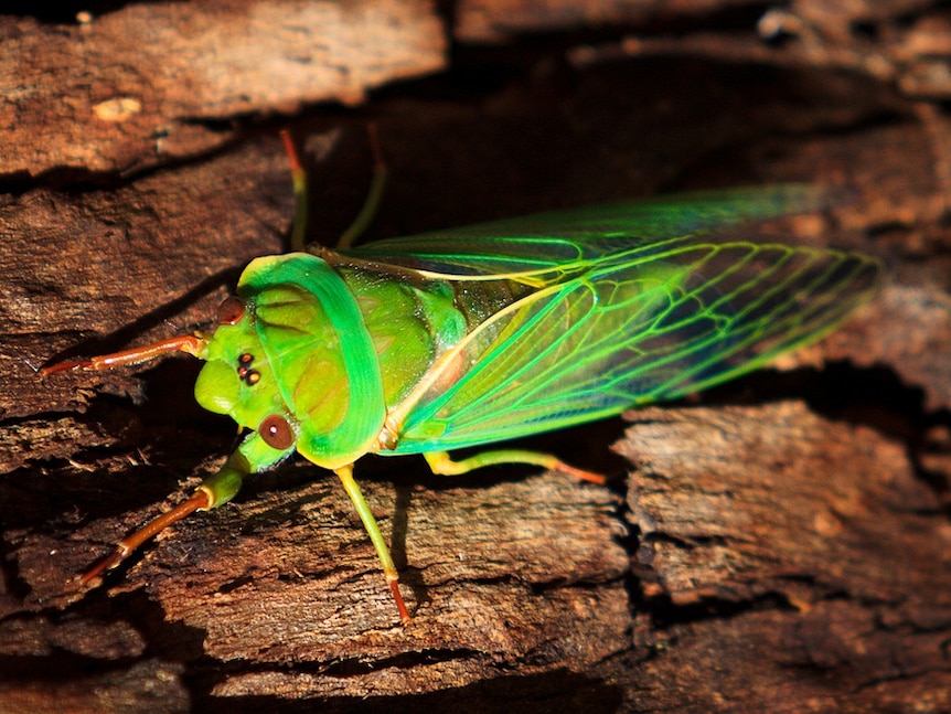 Greengrocer cicada (Cyclochila australasiae)