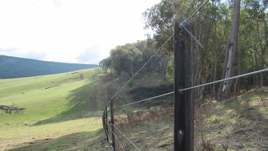 An electric fence runs between a paddock and a forest