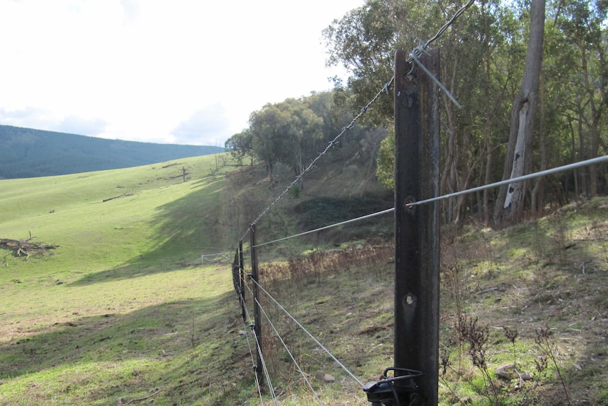 An electric fence runs between a paddock and a forest