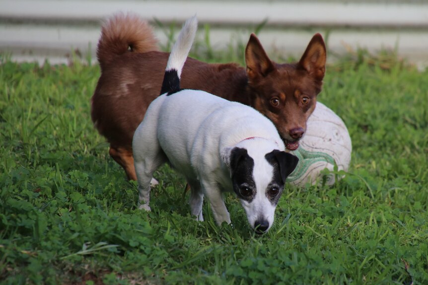 A black and white dog and a slightly bigger brown dog walk on grass in front of a ball.