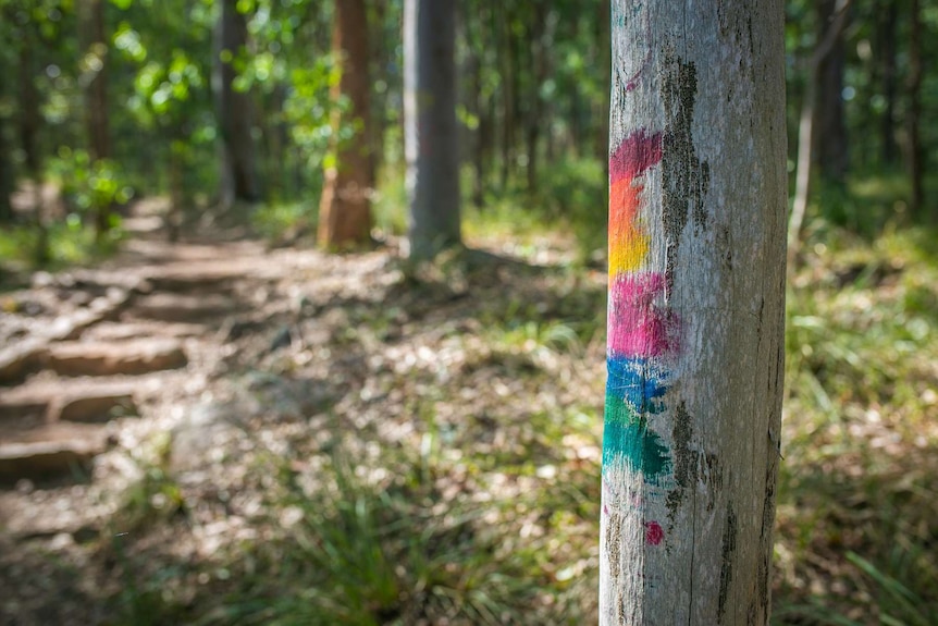 A tree with bright painted marks.