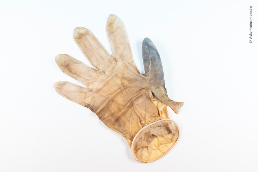 Un guante quirúrgico sucio con un pez pequeño atrapado dentro del dedo meñique
