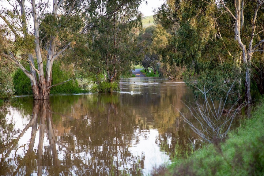 A road in the distance and flooding among trees.