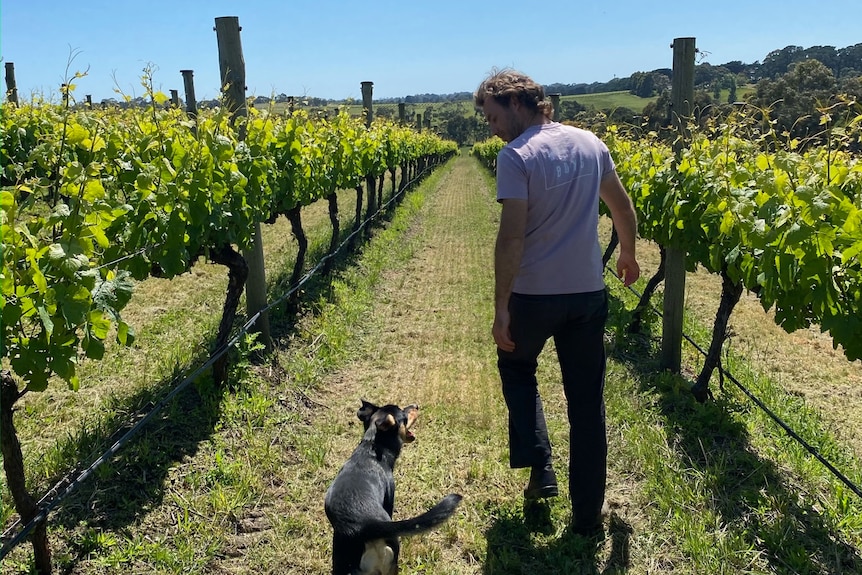 a man walks with his dog between two rows of grapevines