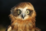 A boobook owl