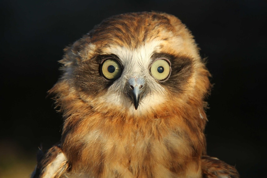 A boobook owl