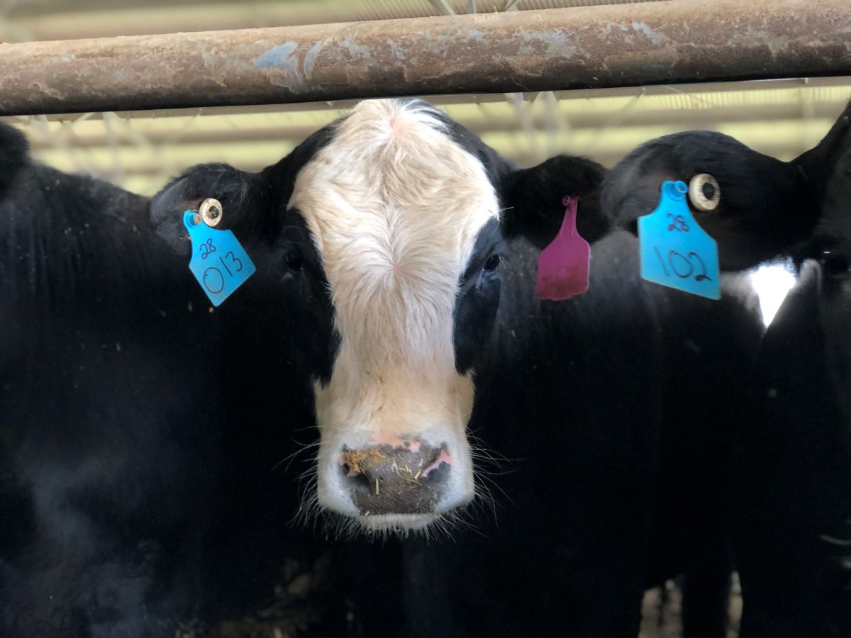 A close-up of beef cattle.