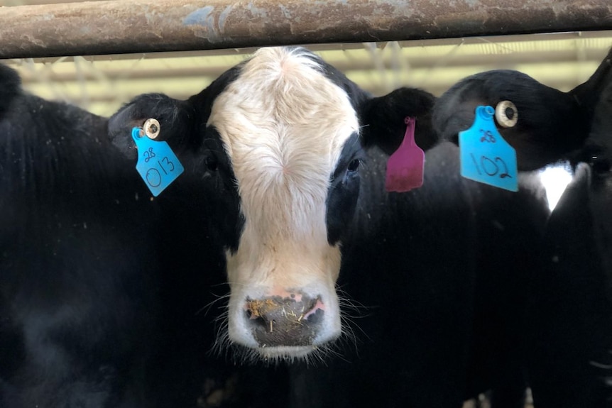 A close-up of beef cattle.