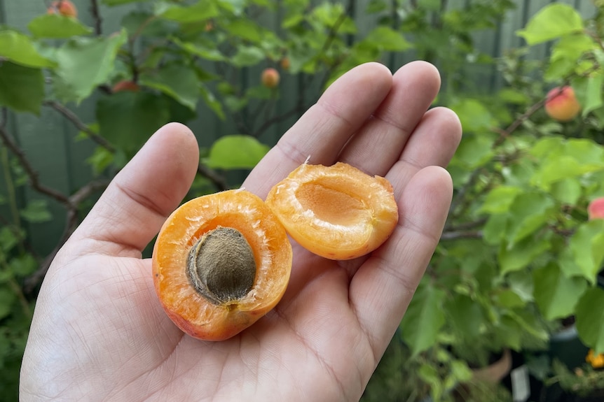 Apricot tree and fruit