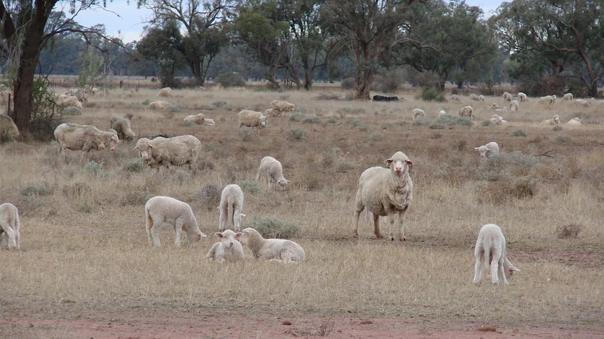 Ewes and lambs Condobolin