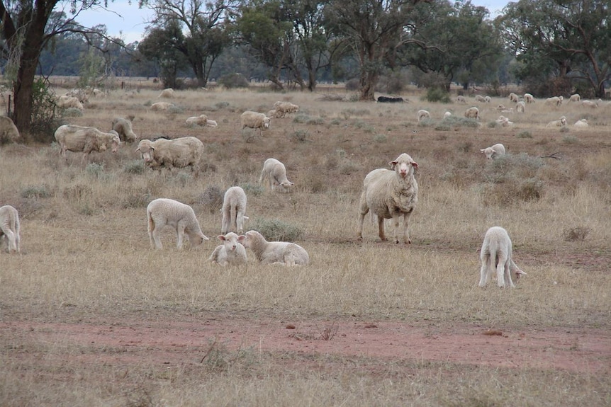 Ewes and lambs Condobolin