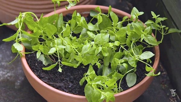 A pot filled with freshly planted herbs.