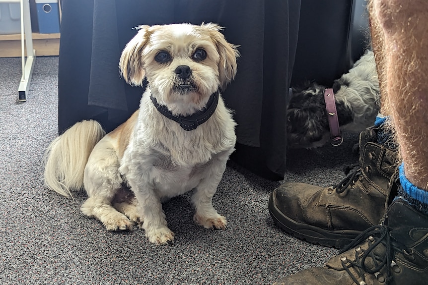 Junior the maltese shi tzu waits patiently at owner Pete Richard's feet