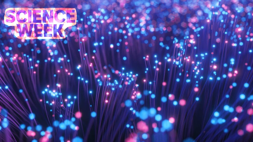 Close up of individual strands of fibre optic cables arranged to look like grass on a field.