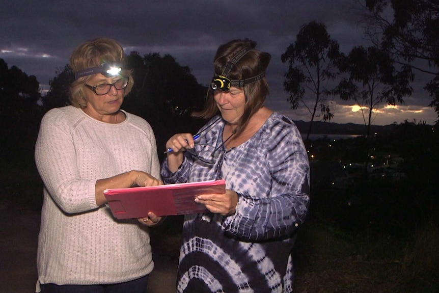 Possum Sleuths with head torches heading up Mount Clarence