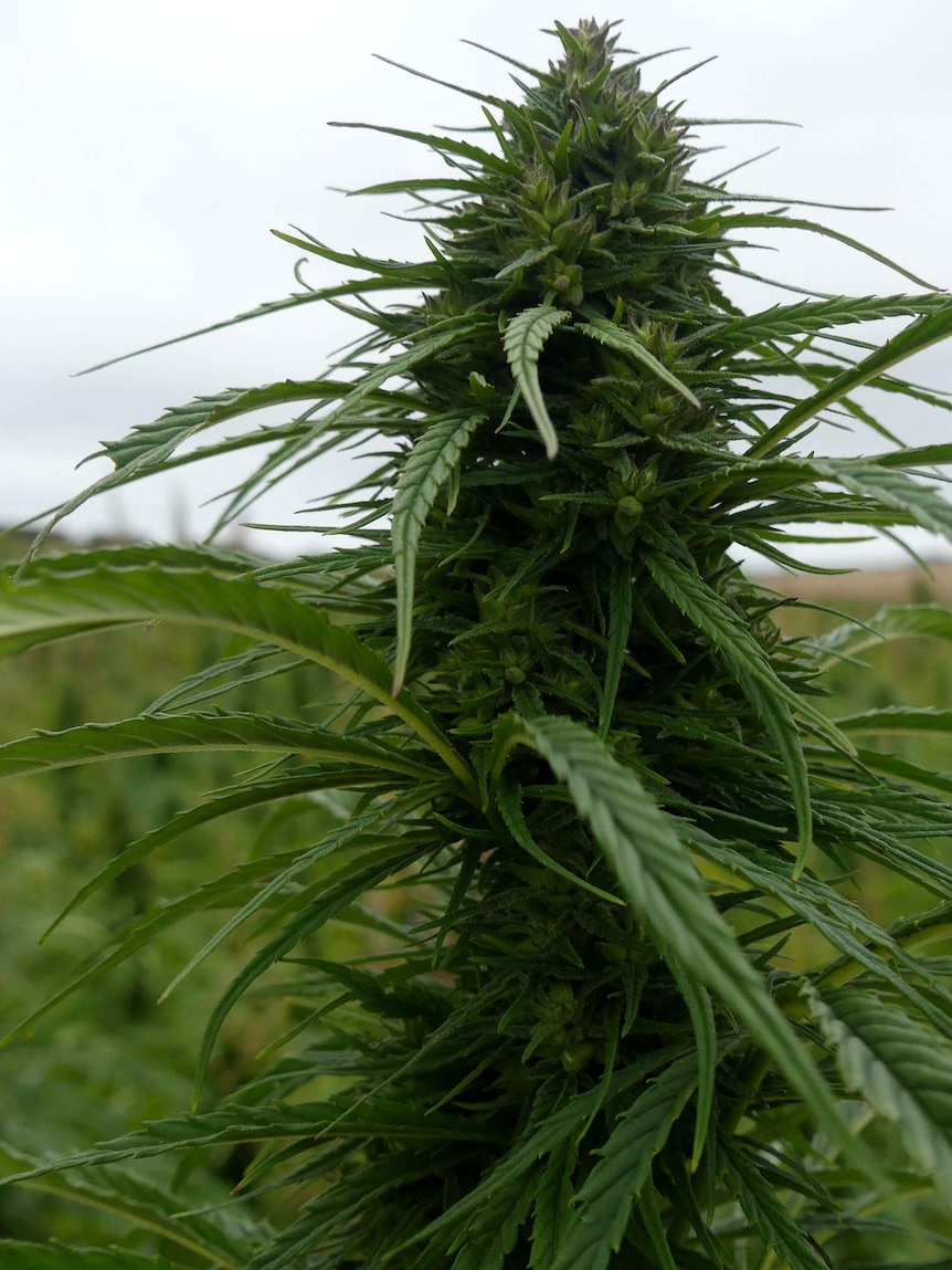 Tasmanian Institute of Agriculture's industrial hemp produced at the Forthside facility