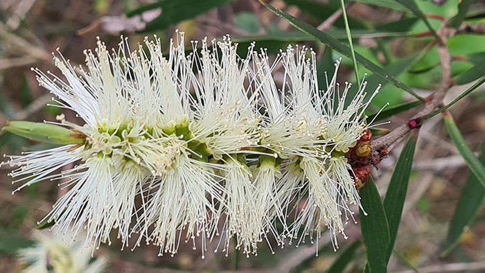 Paperbark flower