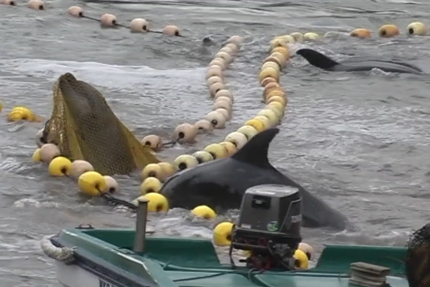 A dolphin struggles against a net