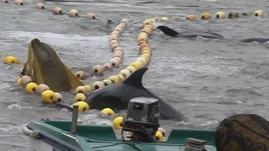 A dolphin struggles against a net