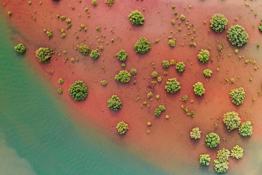 Aerial view of scattered bright green mangrove trees in red and turquoise blue waters.