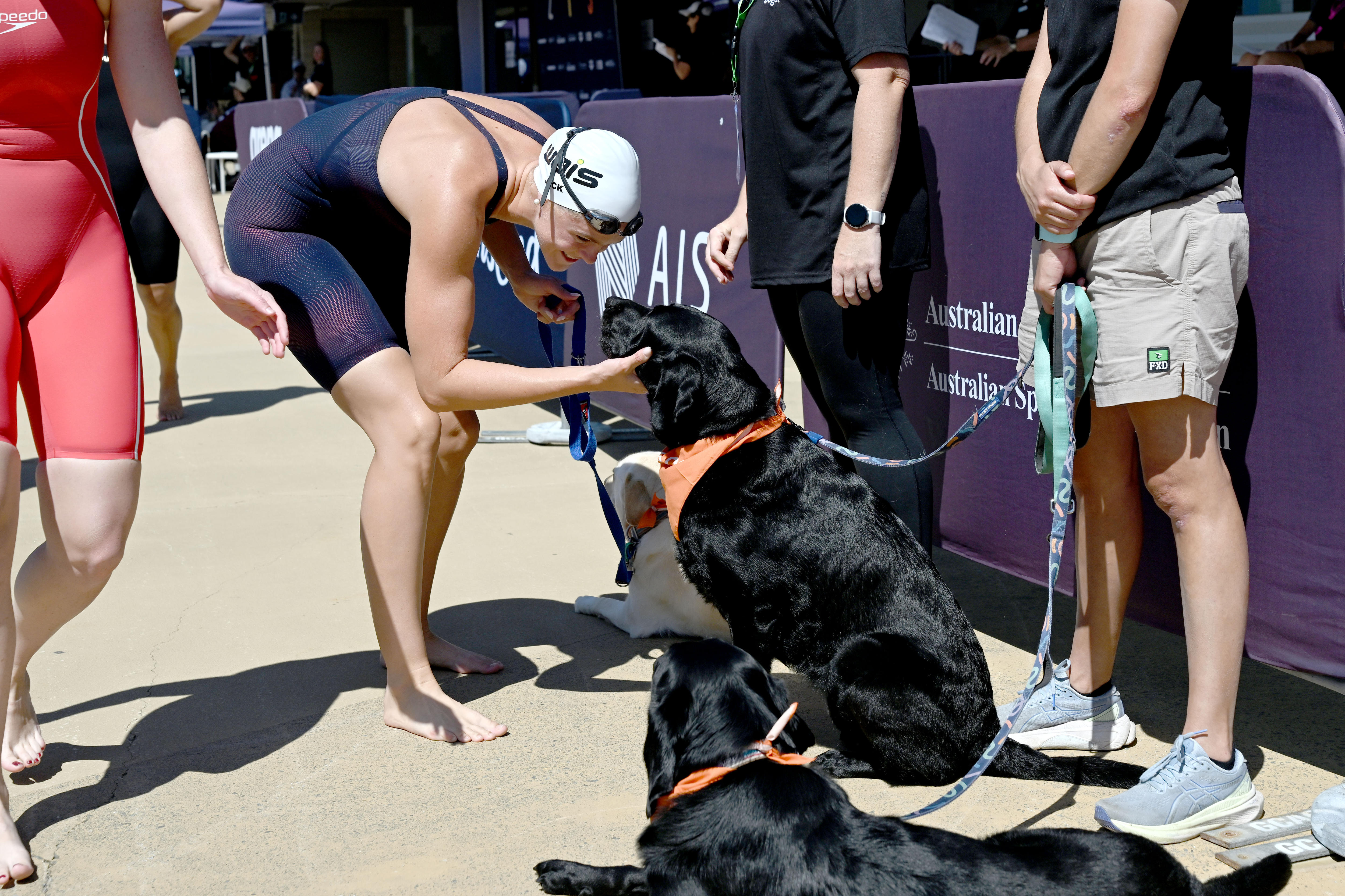 Why these dogs are on the pool deck at Australian Open swimming titles