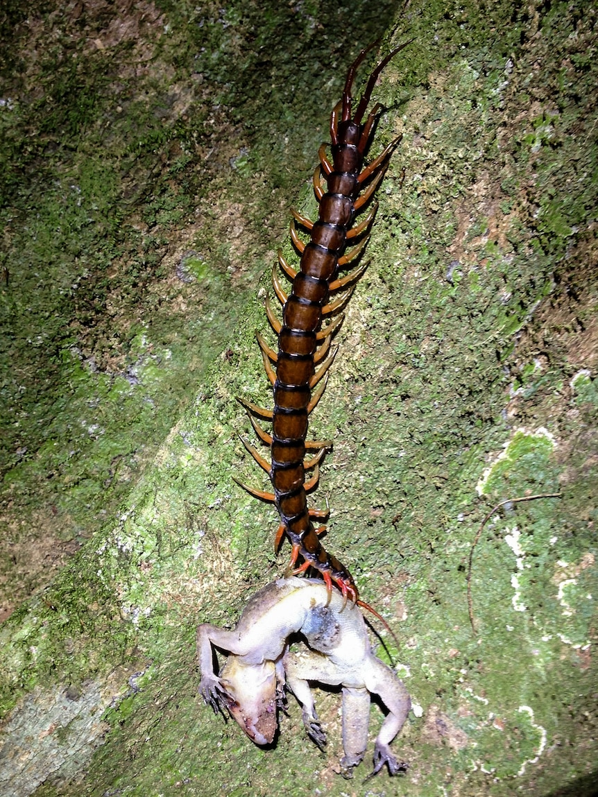An introduced giant centipede eats a giant gecko which are only found on Christmas Island.