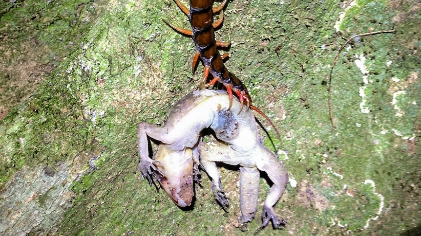 An introduced giant centipede eats a giant gecko which are only found on Christmas Island.