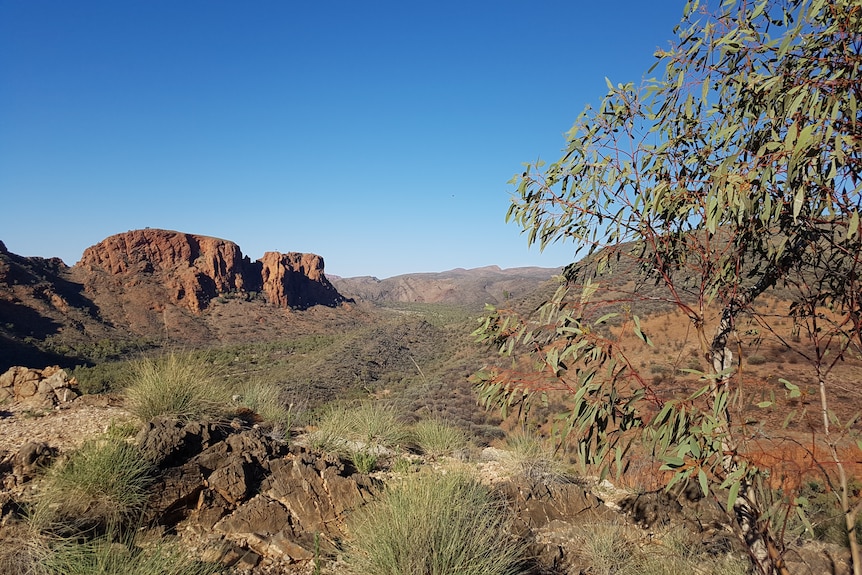 A desert with green shrubs, trees and a red cliff.