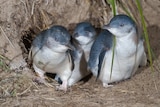 Little penguins next to a burrow on Bruny Island
