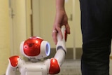 A robot walking through an office holding a man's hand.