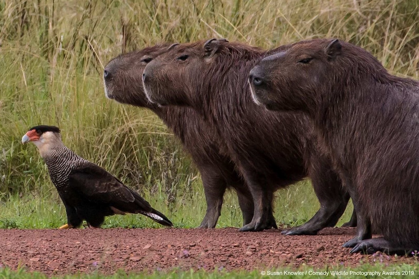 Three capybaras sit together looking toward a lone bird.