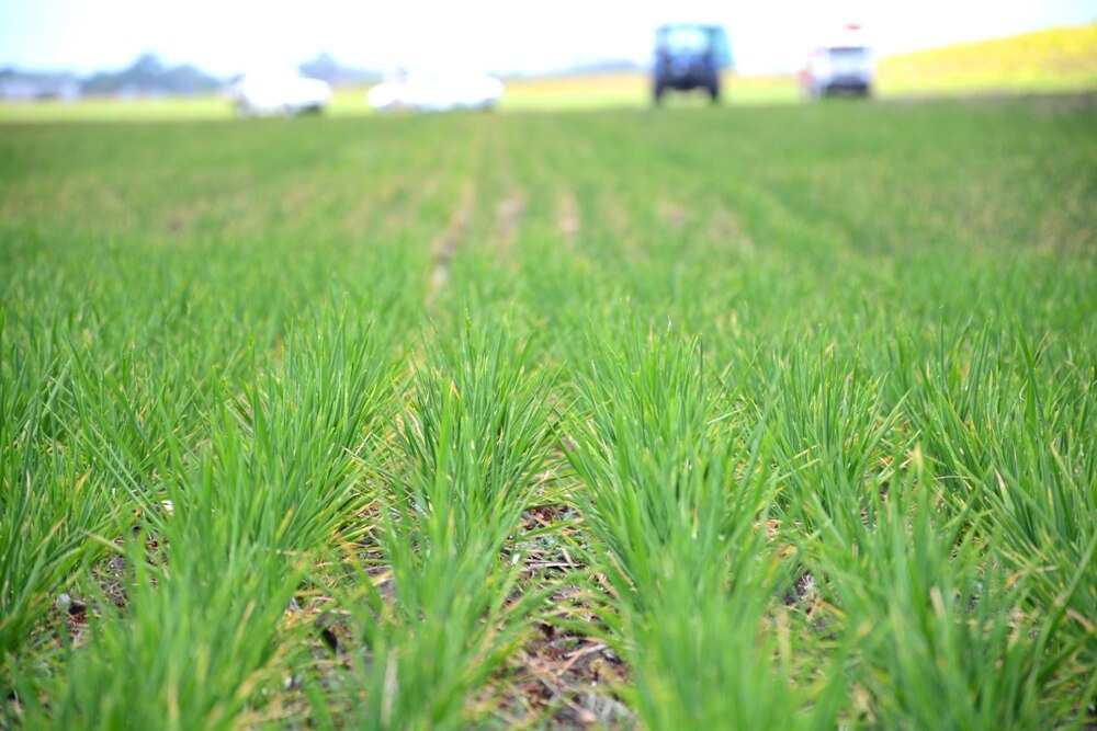 Australian rice exports to PNG at risk - ABC listen