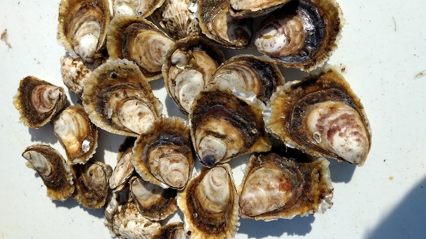 Angasi oysters fresh off the lease