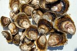 Angasi oysters fresh off the lease