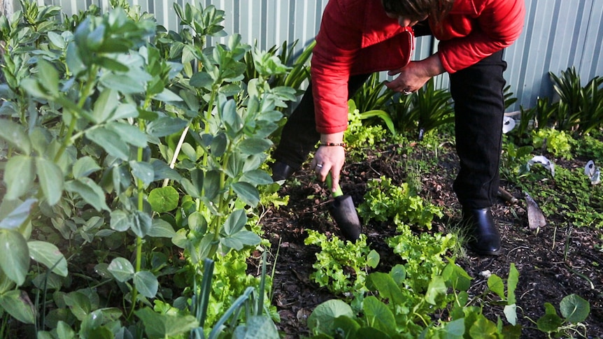 Woman digging with a trowel in a garden bed while gardening to grow fruit and vegetables.