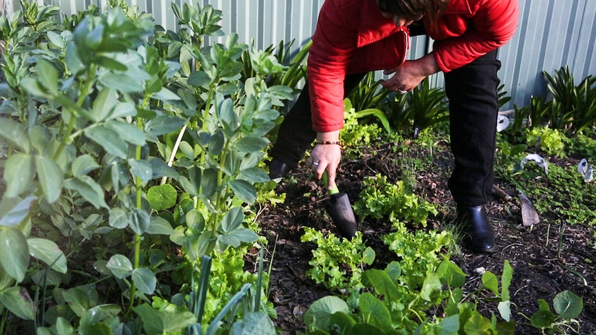 Woman digging with a trowel in a garden bed.