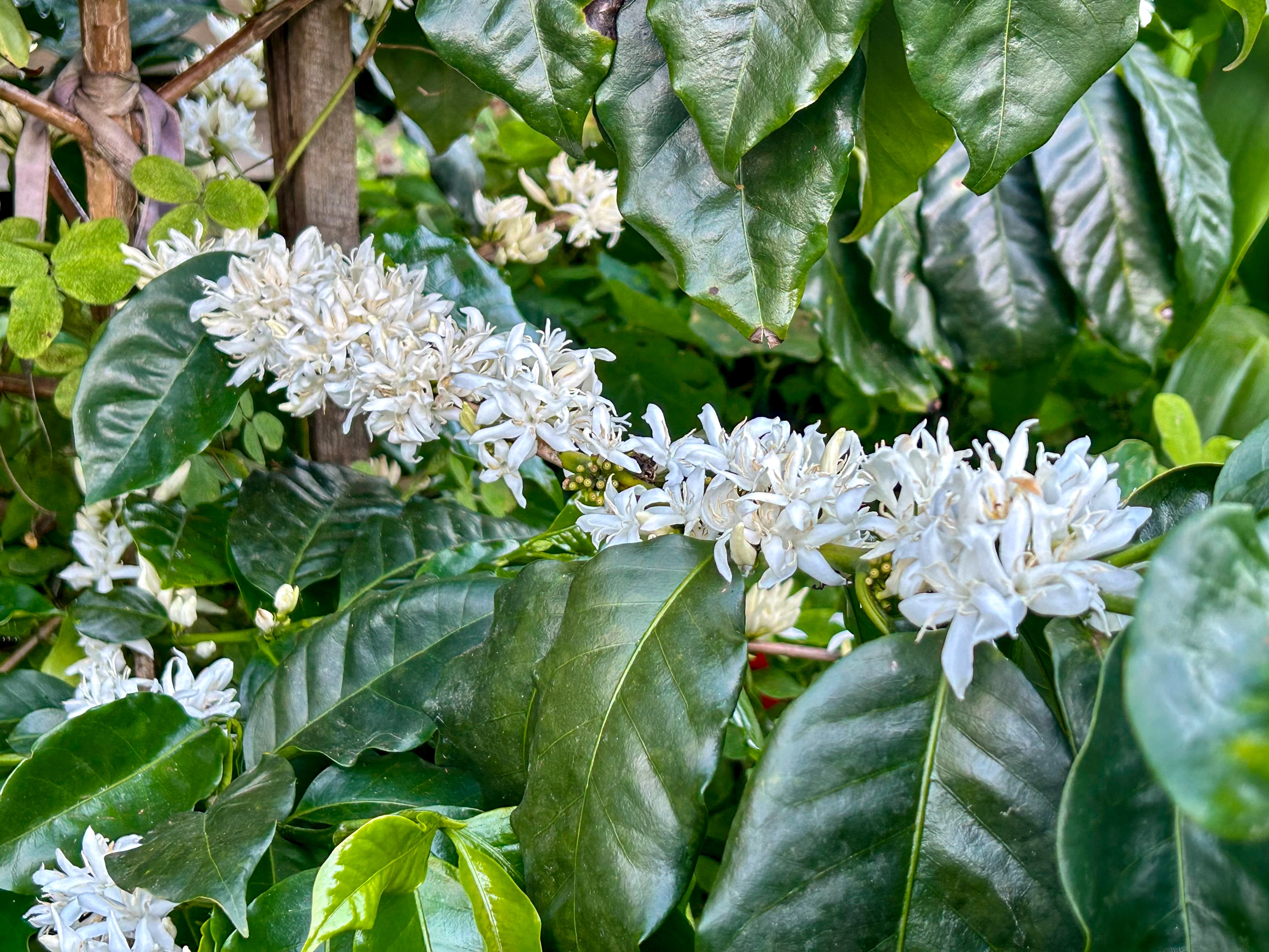 Flores de café con leche en una rama. 