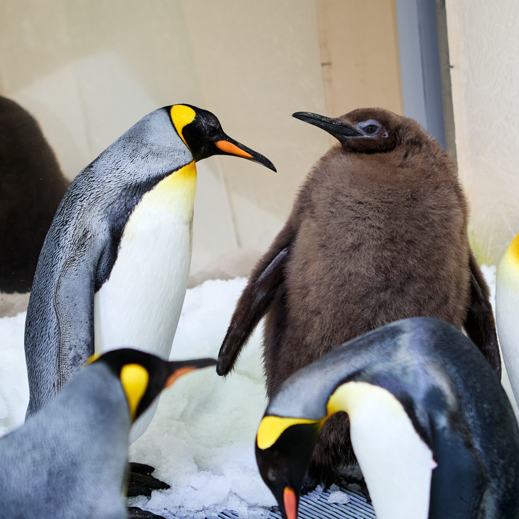 Pesto is the biggest penguin the Melbourne aquarium has ever had — and ...