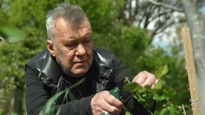 Man using secateurs to prune a plant in the garden.