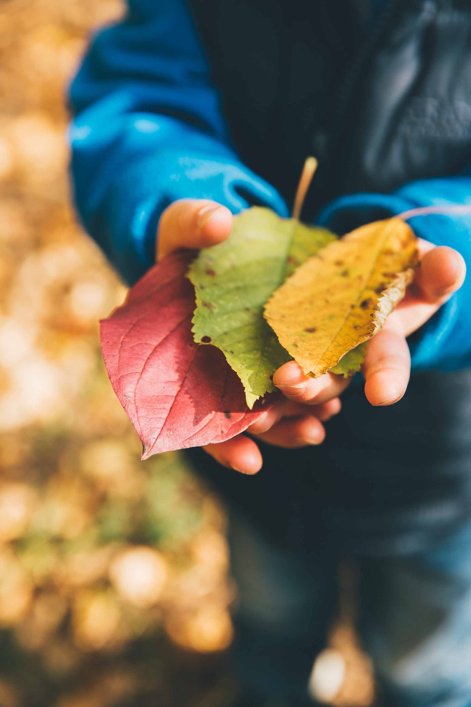 A child holds autumn leaves