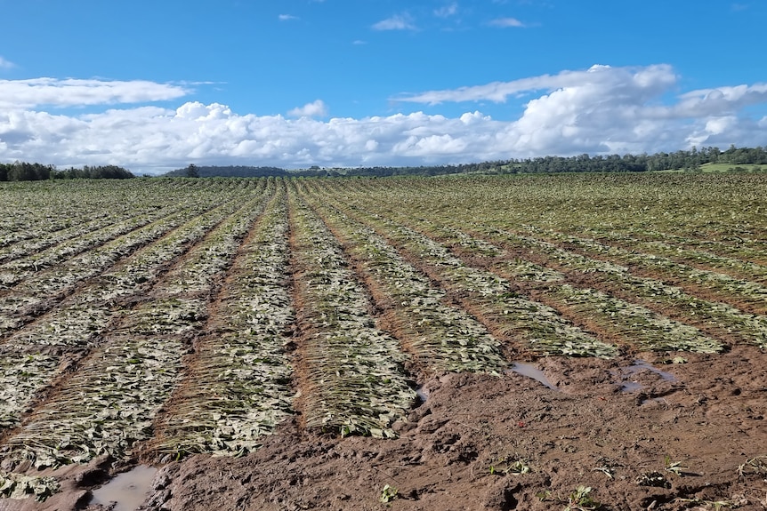 Rows of soy beans flat and lifeless after flood water receded. 
