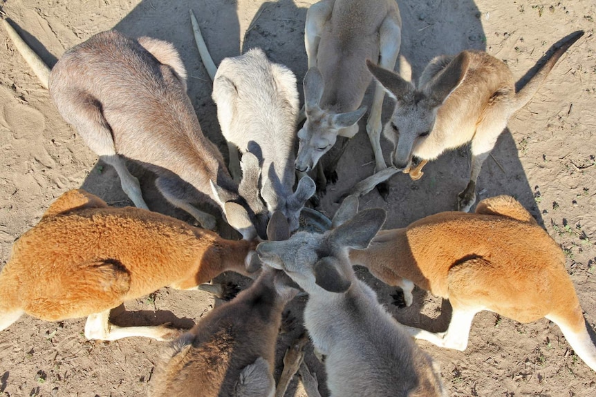 a group of wallabies and kangaroos circle around a dish of food pellets, dry dusty soil surrounds them