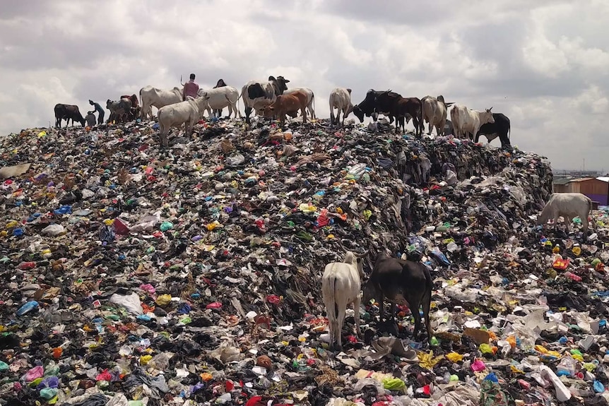 Cattle walk over a huge mountain of landfill, mostly comprised of old clothes.