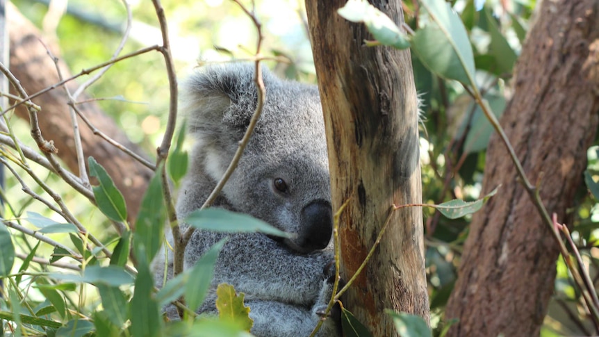 Will any koalas be left in Australia's east by 2050?