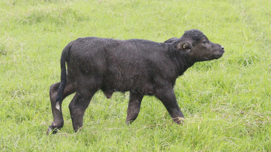 A young Riverine buffalo