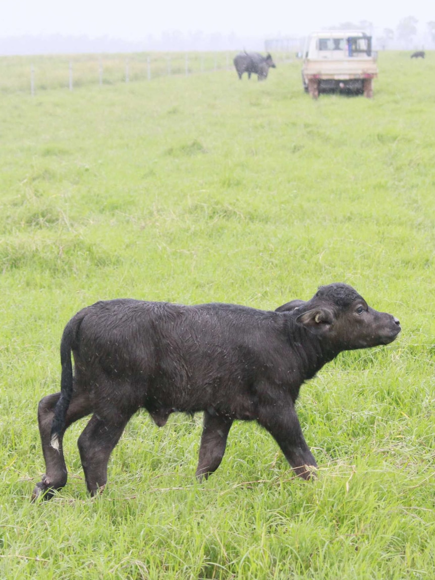 A young Riverine buffalo