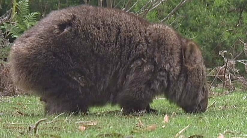 A wombat in Tasmania's  Narawntapu National Park displays signs of mange.